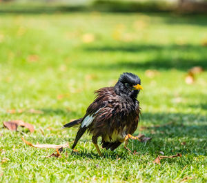 Bird walking on grass