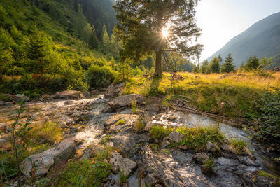 Scenic view of stream flowing through forest