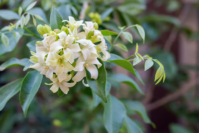 Close-up of white flowering plant