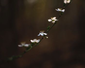 Close-up of white flowering plant