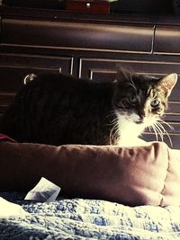 Close-up portrait of cat relaxing at home