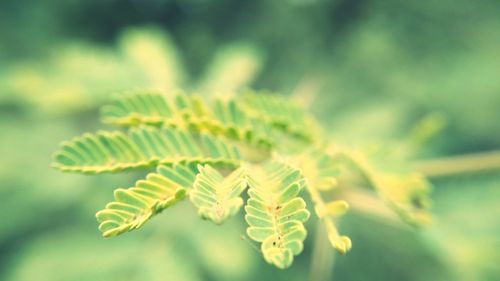 Close-up of fern plant