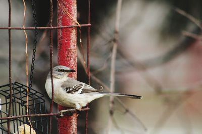 Close-up of bird perching on arch mockingbird 