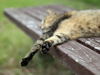 High angle view of cat on wood