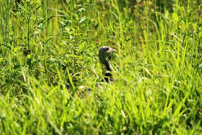 Turkey bird amidst grass in field during sunny day