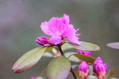 Close-up of pink flowering plant