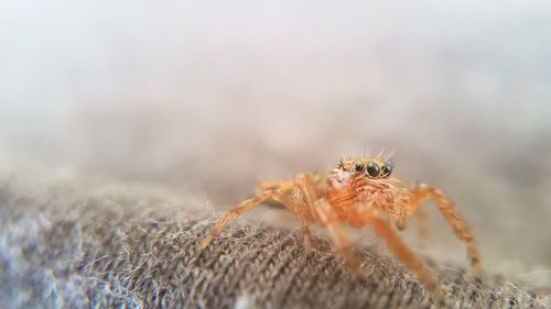 Close-up of spider