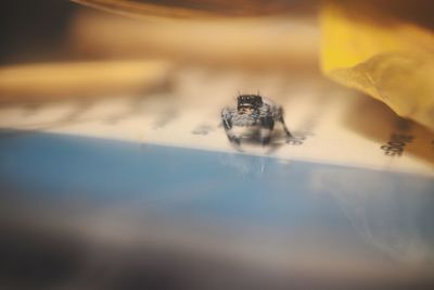 Close-up of insect on table