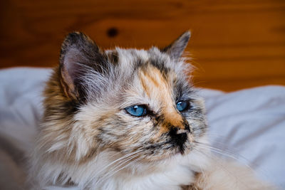 Close-up of cat lying on bed