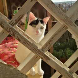 Portrait of cat sitting on wooden floor