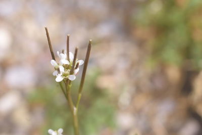 Close-up of white flowering plant