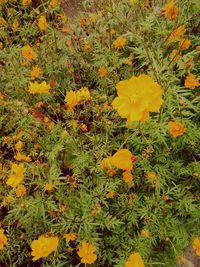 High angle view of yellow flowering plants on field