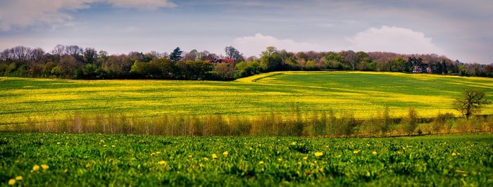 Scenic view of field against sky