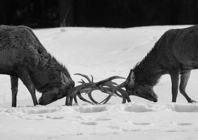 Moose on snowy field during winter