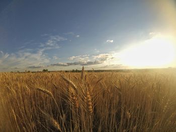 Scenic view of wheat field against sky