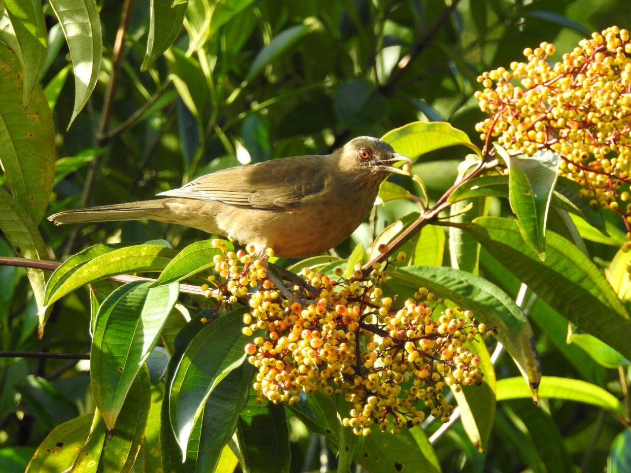 animal themes, bird, animal, plant, one animal, animal wildlife, animals in the wild, vertebrate, leaf, plant part, perching, growth, tree, food, nature, green color, no people, day, food and drink, close-up, outdoors