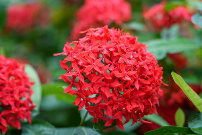 Close-up of red flowering plant in park