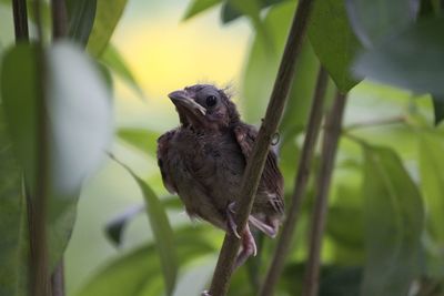 Close-up of bird
