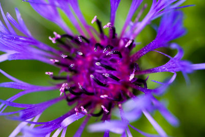 Close-up of purple flowering plant