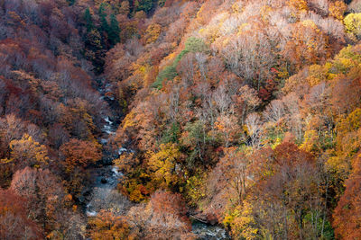 Autumn foliage scenery. aerial view of valley and stream in fall season. colorful forest trees
