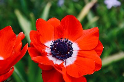Close-up of red orange flower
