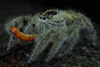 Close-up of spider