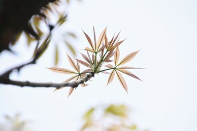Close-up of flowering plant against white background