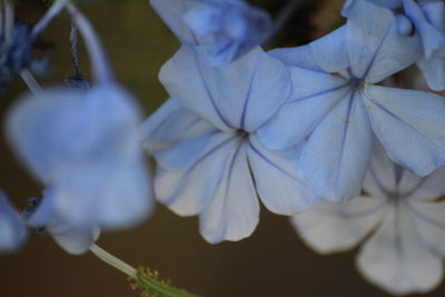 Close-up of white flowers blooming outdoors