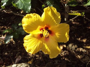 Close-up of yellow flower blooming outdoors