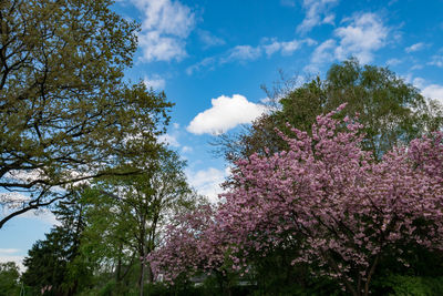 Low angle view of flowering trees against sky