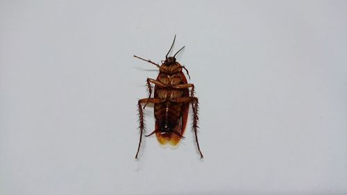 Close-up of insect against white background