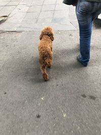 Low section of dog standing on street
