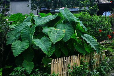 Plants growing in yard