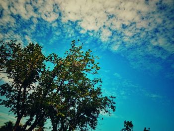 Low angle view of tree against blue sky