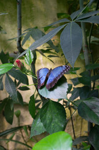 Close-up of butterfly on leaf