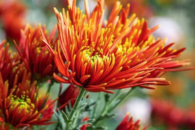 Close-up of orange flowering plant