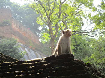 Low angle view of sitting on rock