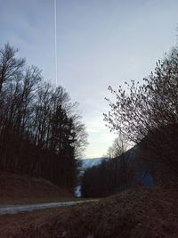 Trees on field against sky