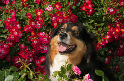 Close-up of a dog with red roses