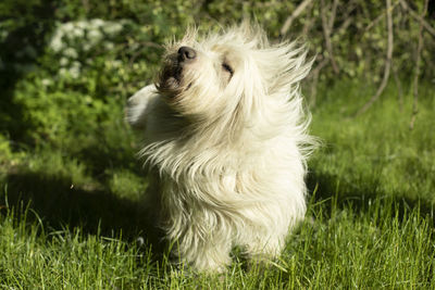 Dog with white coat. pet in summer. lots of long hair. animal on walk. man's dog friend.