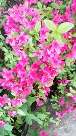 Close-up of pink flowers