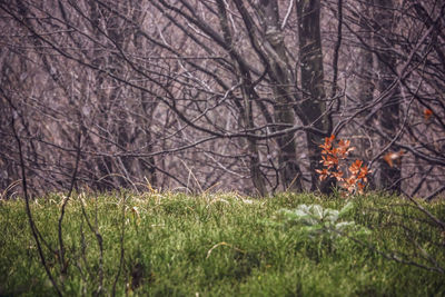 Bare trees on field in forest