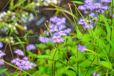 Close-up of purple flowers