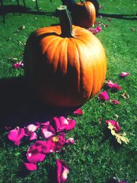 Close-up of pumpkin on grass during autumn