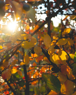 Close-up of yellow flowering plant during autumn