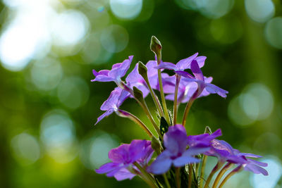 Close-up of purple flowering plant