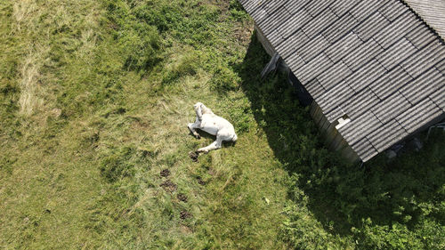 A horse lying on the grass in villages farm tall grass