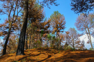 Trees in forest against sky