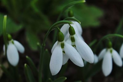 Close-up of white flowering plant