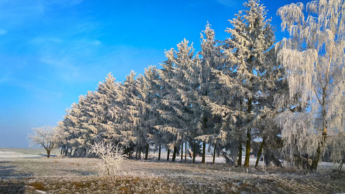 Trees on snow field against sky